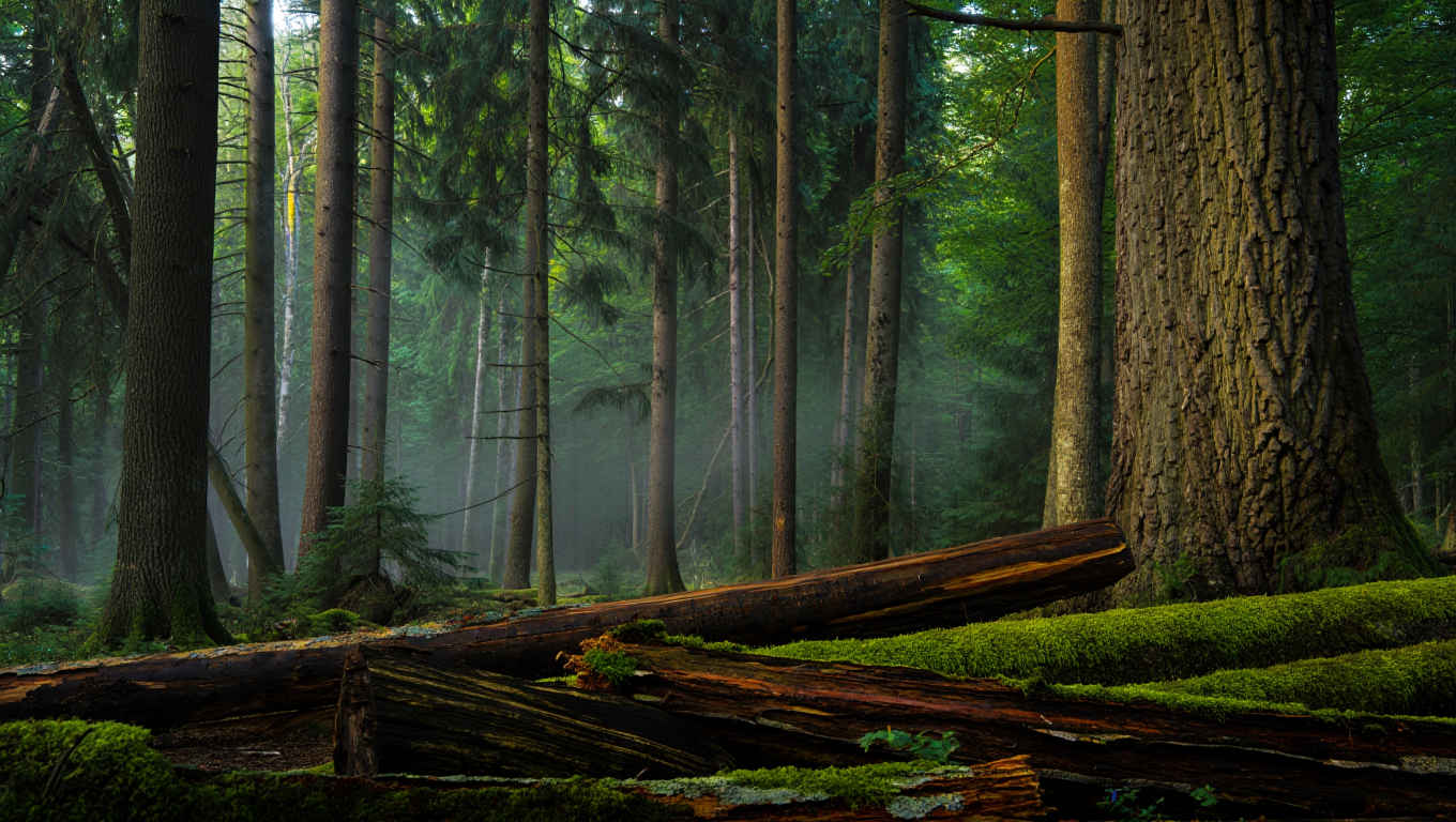 Bayerischer Wald Nationalpark mit altem Baumbestand und Bodennebel