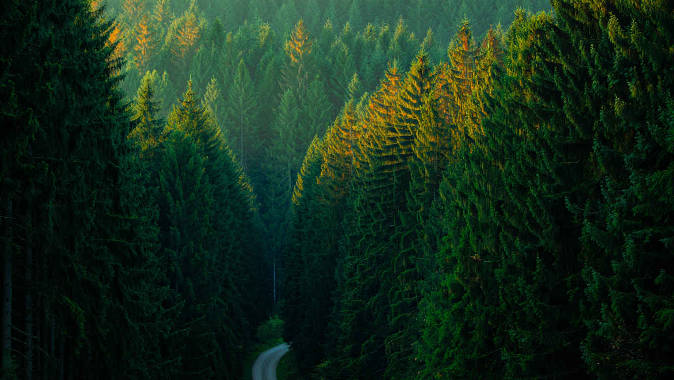 Dichter Schwarzwald mit Tannen und goldenes Herbstlicht in Baden-Württemberg