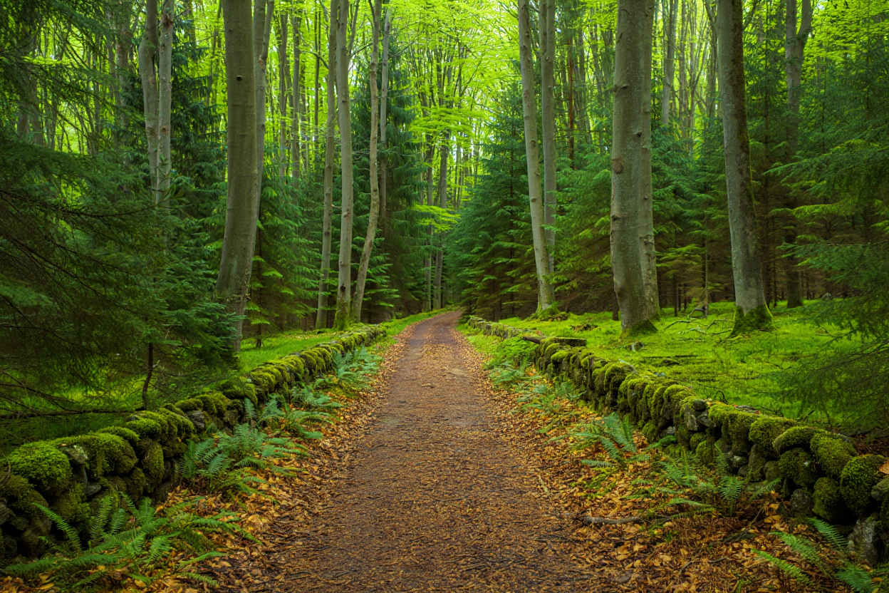 Thüringer Wald — Wanderweg durch Mischwälder und sanfte Berghänge