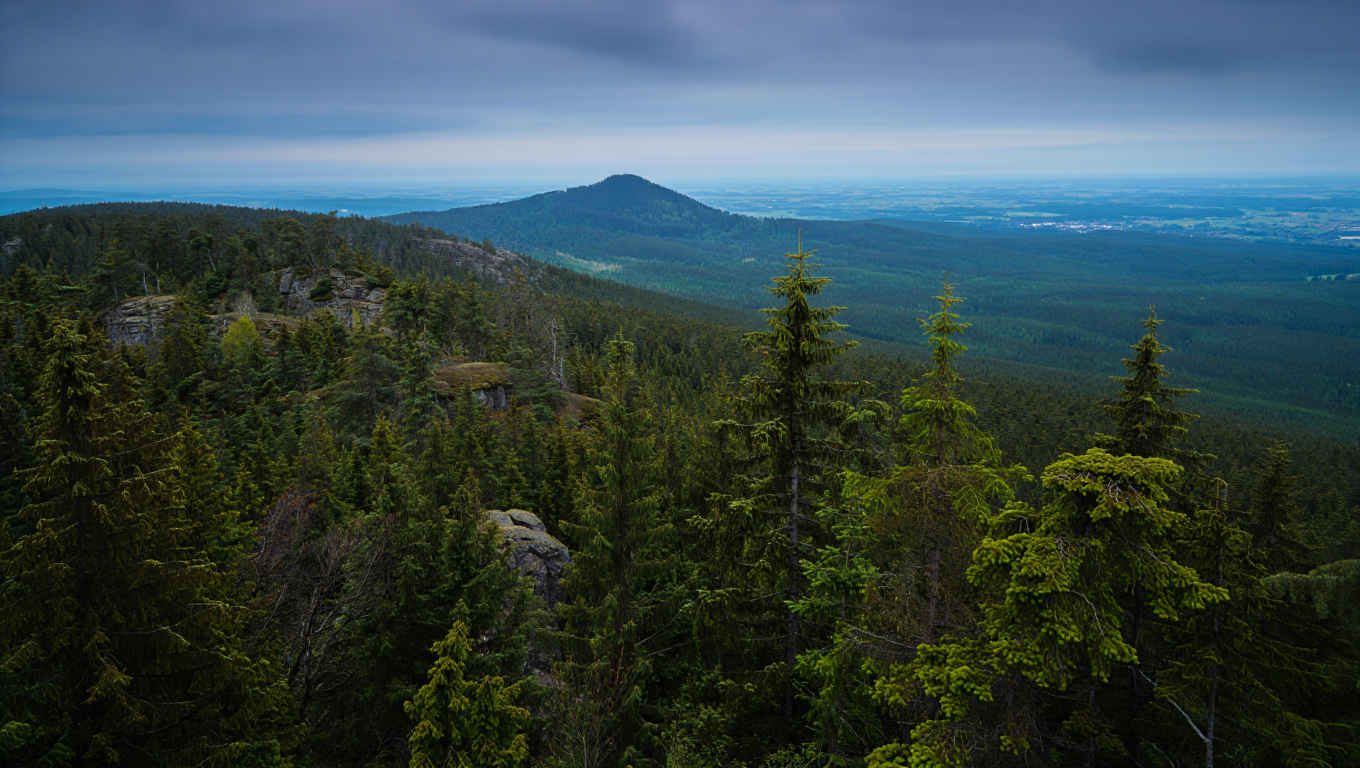 Harz Nationalpark mit Fichten, Wanderwegen und mystischem Morgennebel