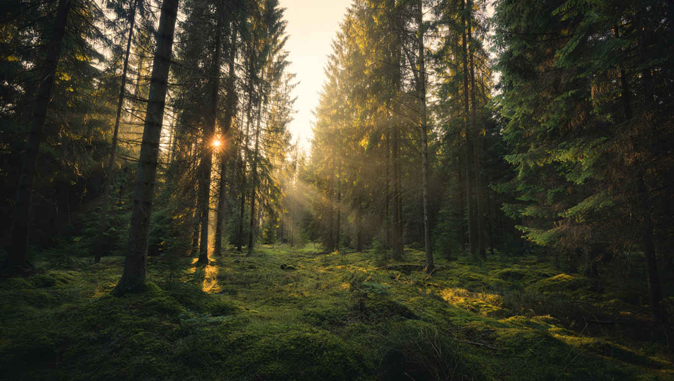 Morgendlicher Wald in Deutschland mit Sonnenstrahlen durch die Baumkronen